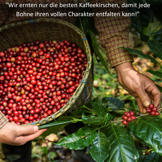 Black Coffee Uganda Mokka | 100% Robusta | Ganze Bohnen | Viel Koffein