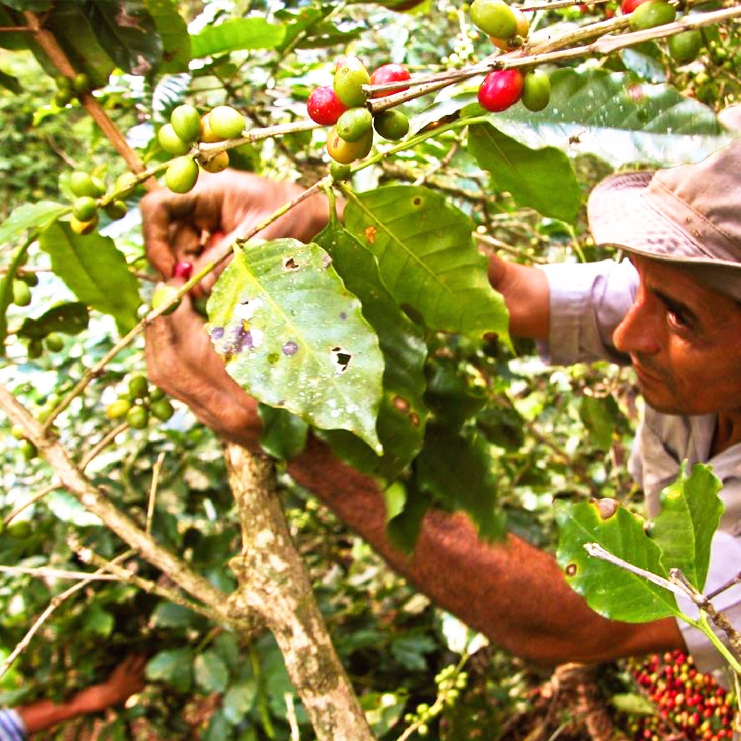 ROASTERBAY PERU PREMIUM KAFFEE