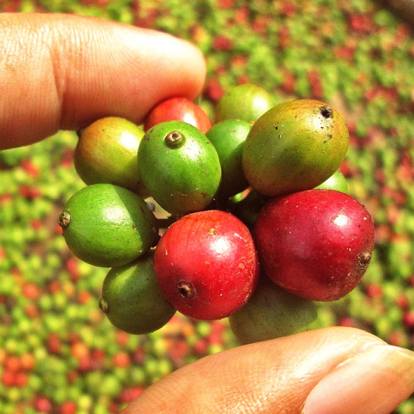 ROASTERBAY PERU PREMIUM KAFFEE
